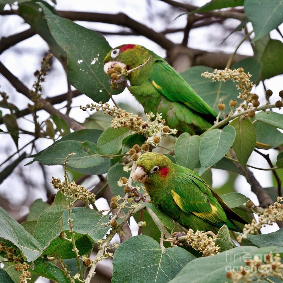 Sulfur-Winged Parakeets Photograph by Heiko Koehrer-Wagner