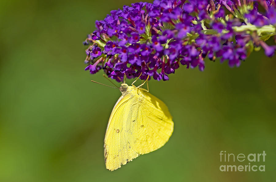 Sulfurs Butterfly Photograph by Nick Boren