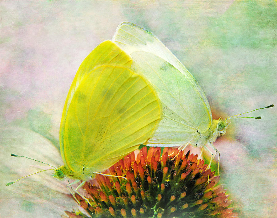 Sulphur Butterflies Photograph by David and Carol Kelly