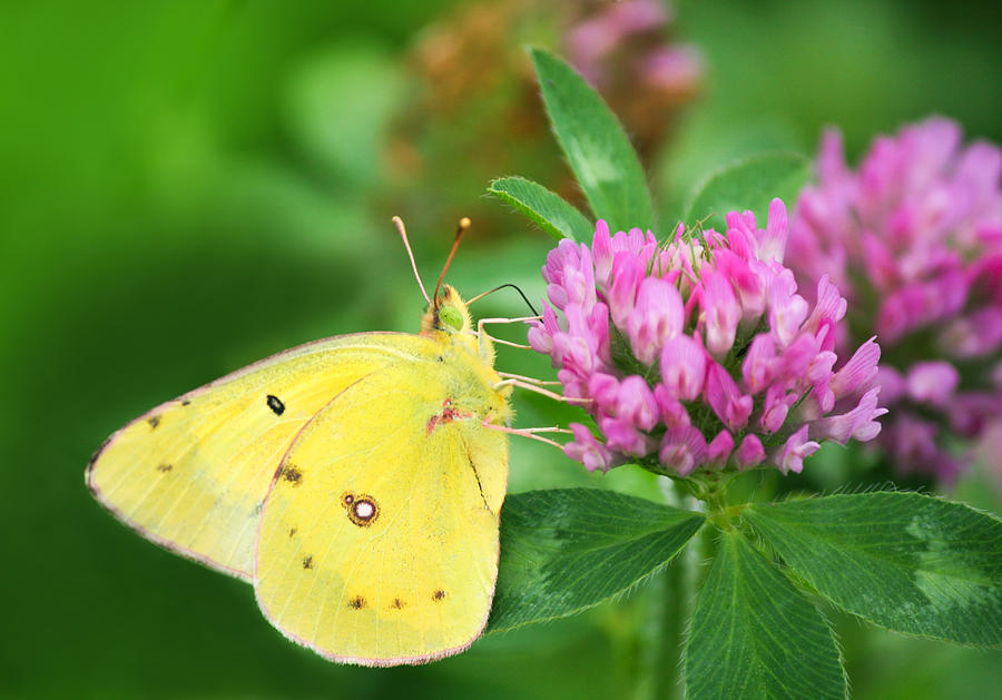 Sulphur Butterfly on Clover Photograph by Melinda Fawver