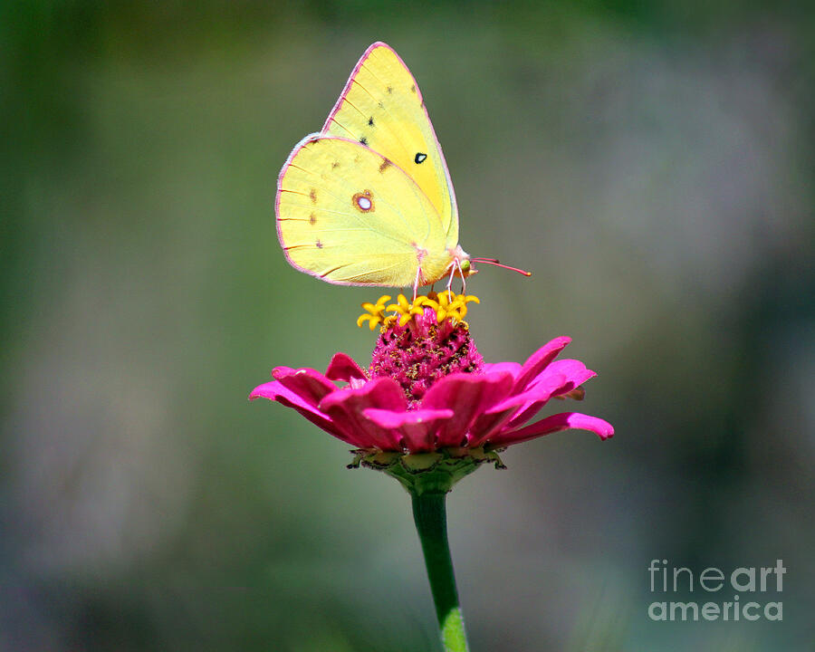Butterfly Photograph - Sulphur Butterfly on Pink Zinnia by Karen Adams