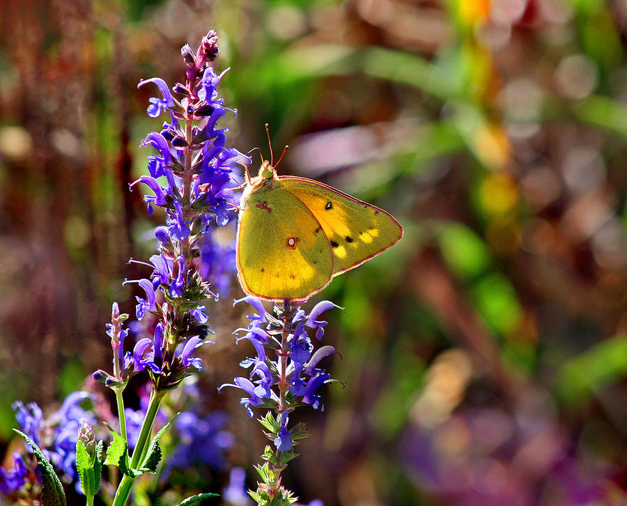 Sulphur Butterfly on Purple Salvia Flower Photograph by Karen Adams