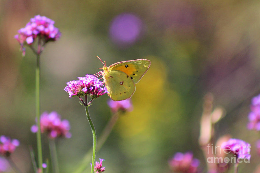 Sulphur Butterfly on Verbena Flower Photograph by Karen Adams