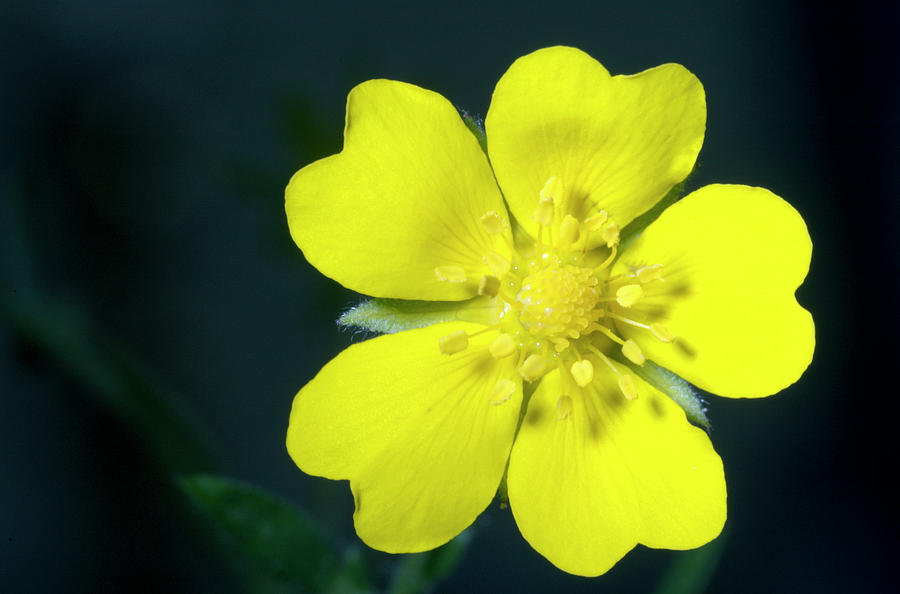 Sulphur Cinquefoil Potentilla Recta Photograph By Bjorn Rorslett Science Photo Library