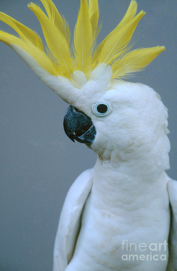 Sulphur Crested Cockatoo Photograph By Art Wolfe Fine Art America 