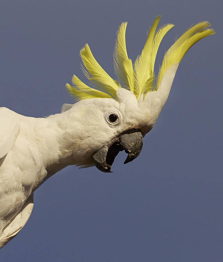 Sulphur-crested Cockatoo Displaying Photograph by Martin Willis