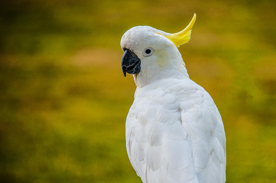 Sulphur-crested Cockatoo Photograph by Harry Spitz