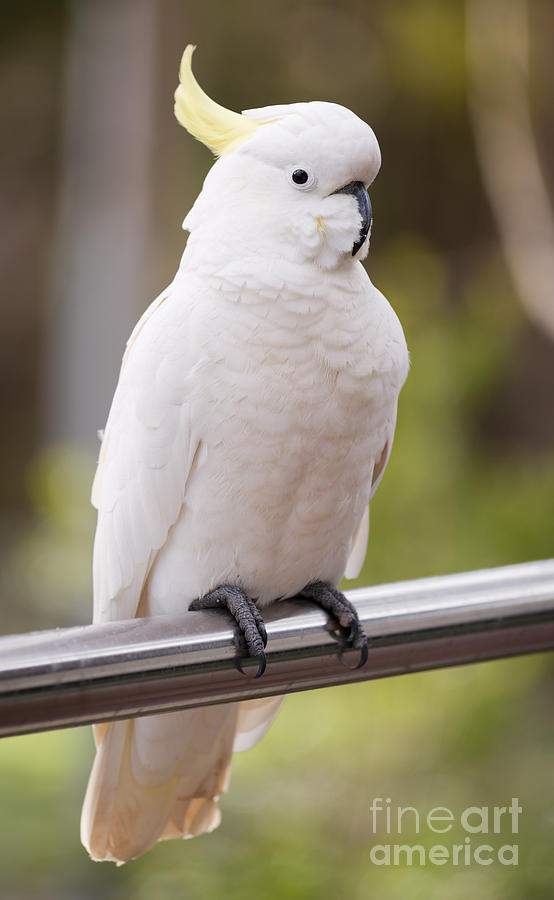 Sulphur Crested Cockatoo Photograph