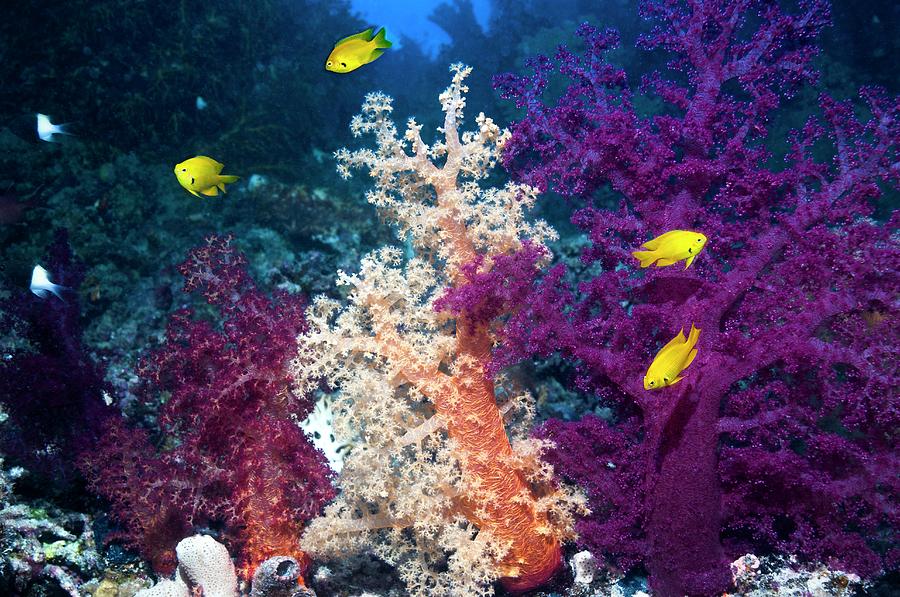 Sulphur Damsels On A Reef Photograph by Georgette Douwma