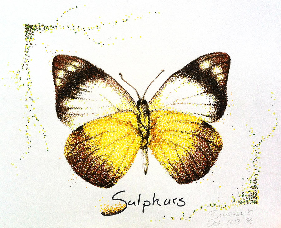 Sulphurs - Butterfly Drawing by Katharina Bruenen