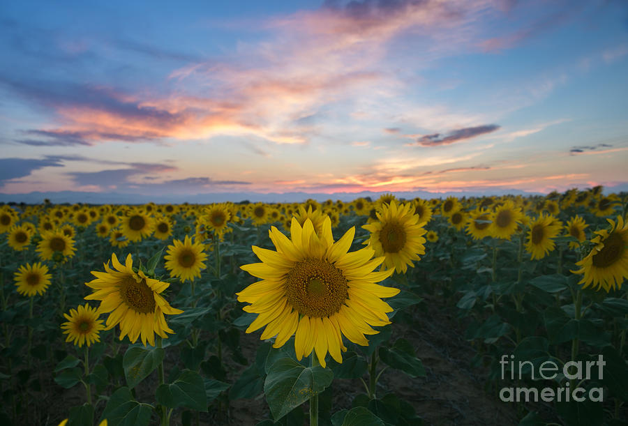 Sultry Sunflower Summers Eve Photograph by Bridget Calip