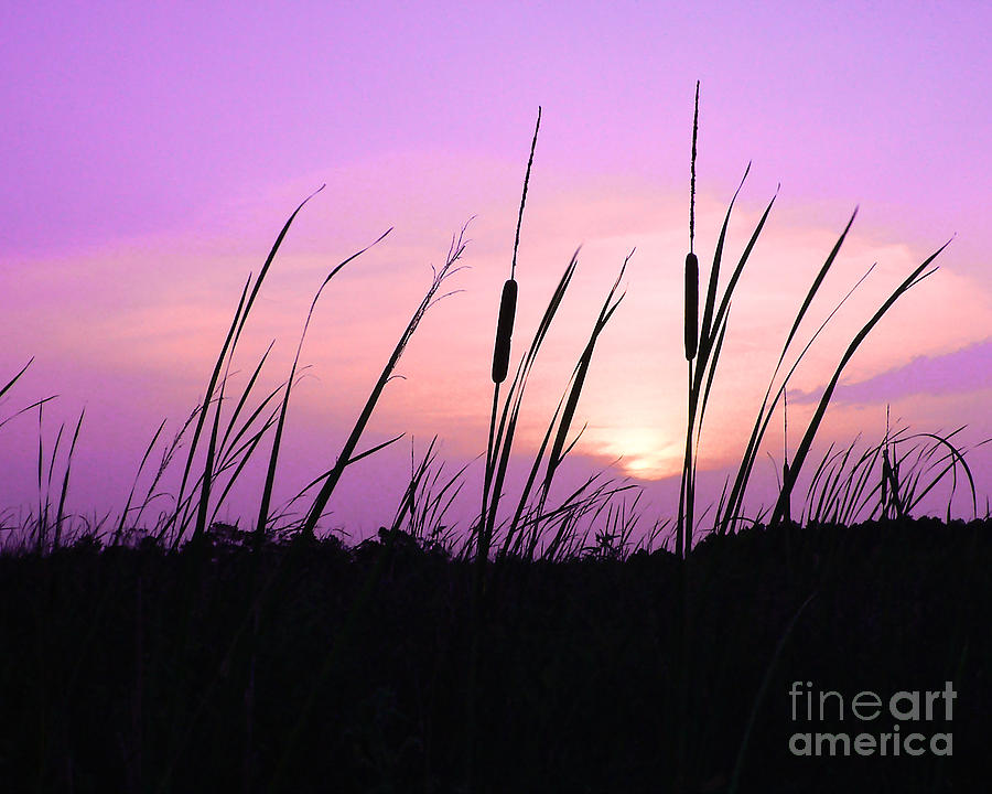 Sunset Photograph - Sultry Sunset by Al Powell Photography USA