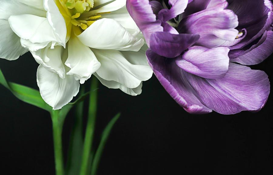 Sultry Tulips Photograph by Diana Angstadt