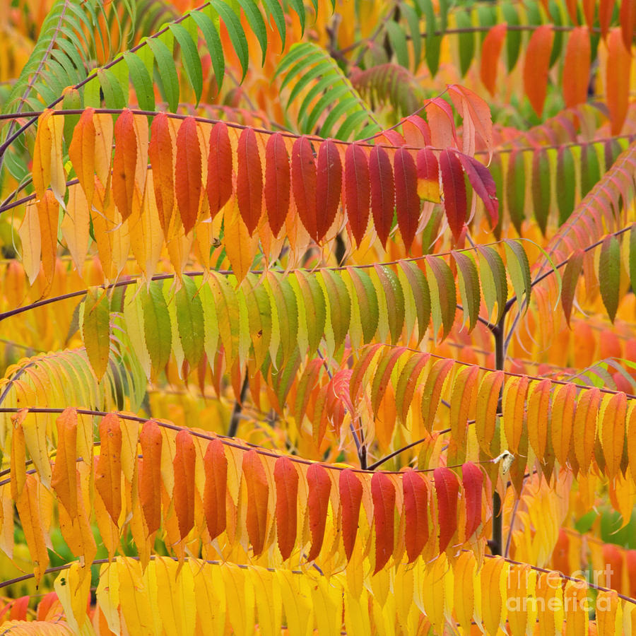Sumac Autumn - D008235 Photograph by Daniel Dempster