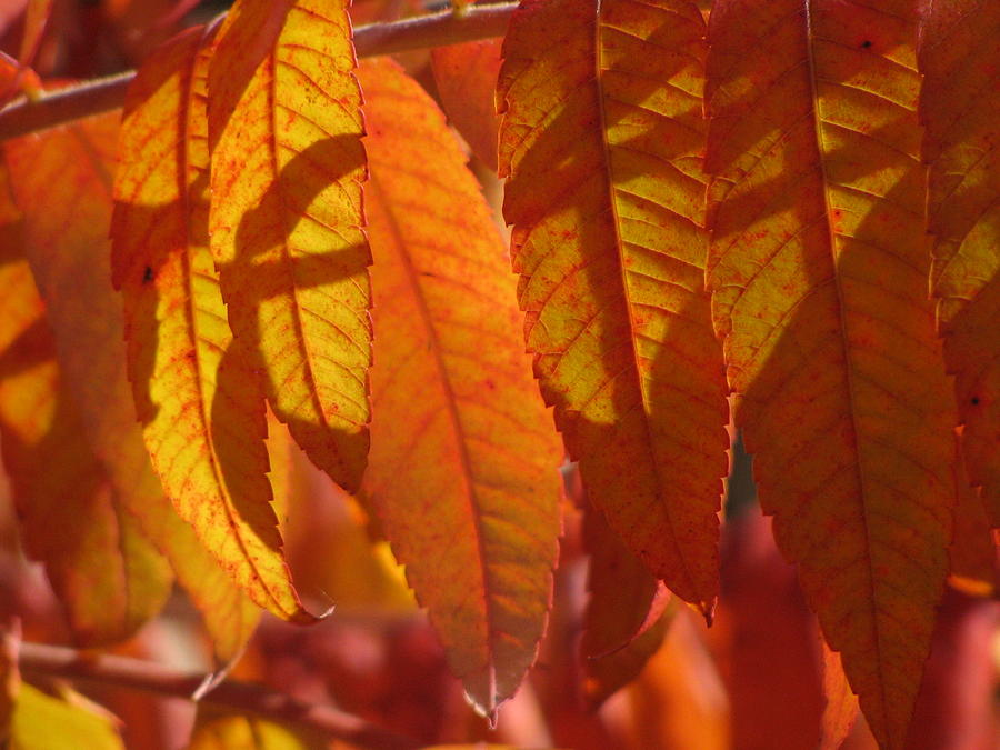 sumac leaves in Autumn Photograph by Alfred Ng