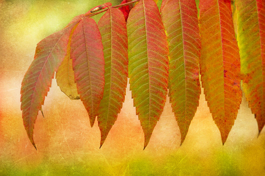 Sumac Leaves in Fall Photograph by Peggy Collins