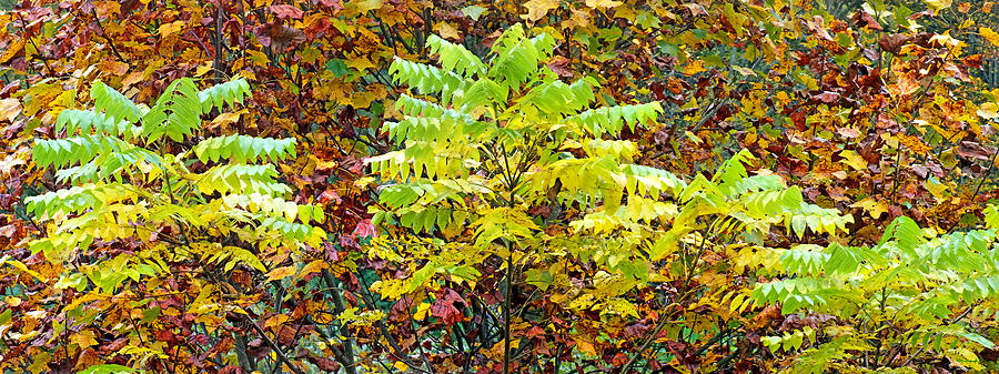 Sumac Leaves in the Fall Photograph by Duane McCullough