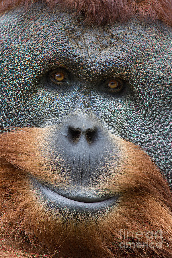 Sumatra Orangutan Photograph by Jerry Fornarotto