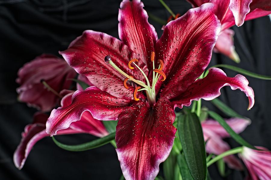 Sumatran Lily Photograph by Dave Files