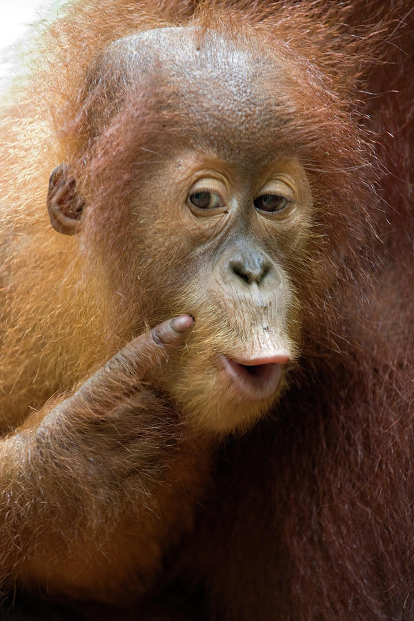 Sumatran Orangutan Baby Calling Photograph by Suzi Eszterhas