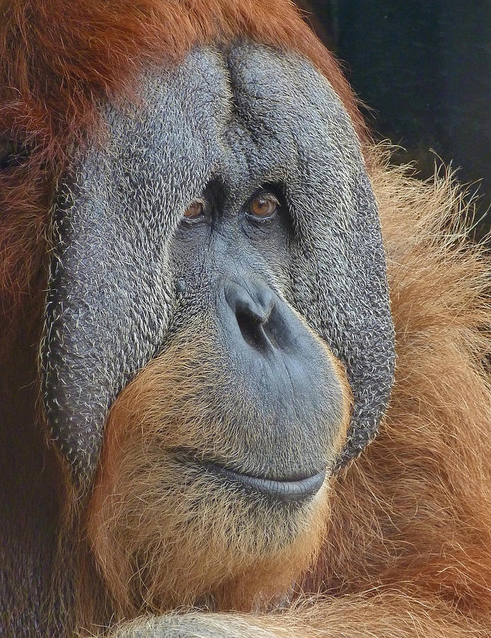 Sumatran Orangutan Deep In Thought Photograph by Margaret Saheed