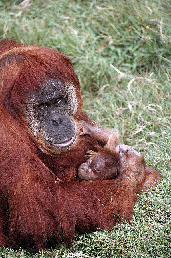 Animal Photograph - Sumatran Orangutan Mother Holding Baby by San Diego Zoo