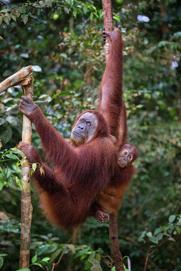 pongo orangutan jellycat