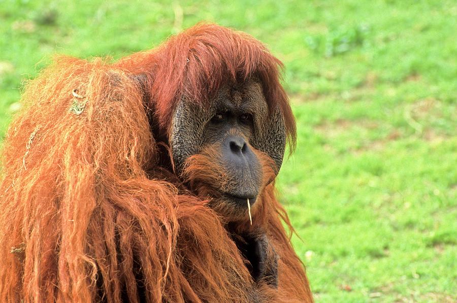 Sumatran Orangutan (pongo Abelii) by Photostock-israel