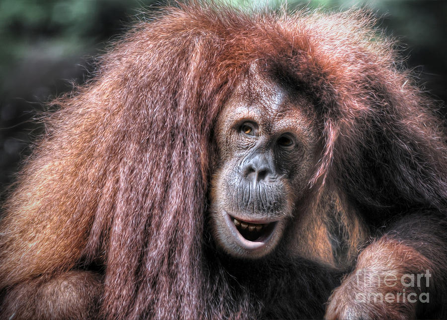 Sumatran Orangutan Photograph by Savannah Gibbs