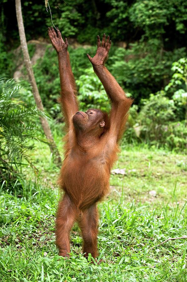 Sumatran Orangutan Photograph by Tony Camacho/science Photo Library