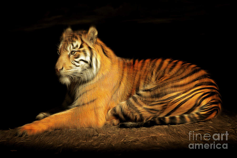 Cincinnati Bengals Photograph - Sumatran Tiger 20150211brun by Wingsdomain Art and Photography