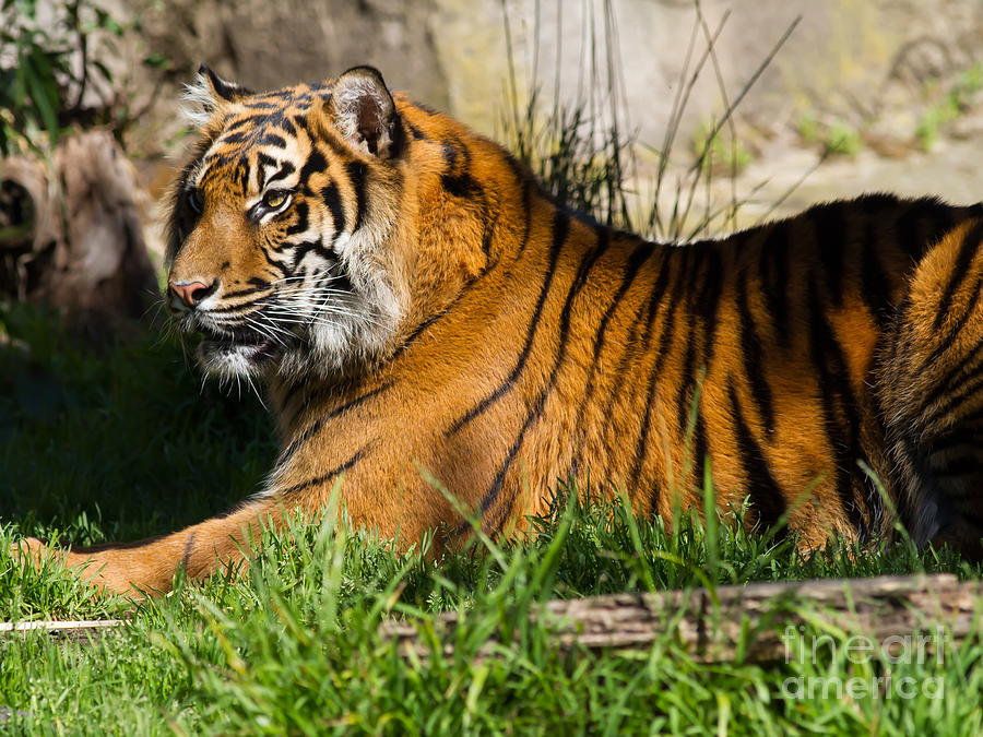 Sumatran Tiger 7D9084 Photograph by Wingsdomain Art and Photography