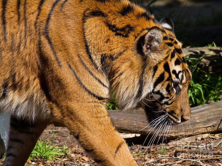 Sumatran Tiger 7D9092 Photograph by Wingsdomain Art and Photography