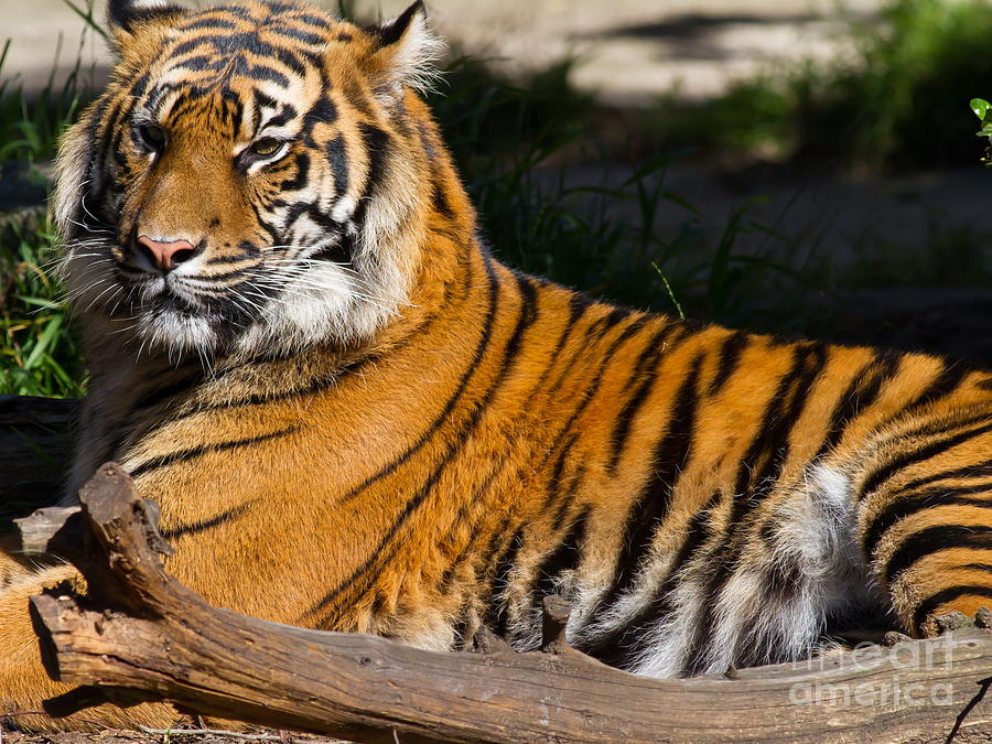Sumatran Tiger 7D9105 Photograph by Wingsdomain Art and Photography