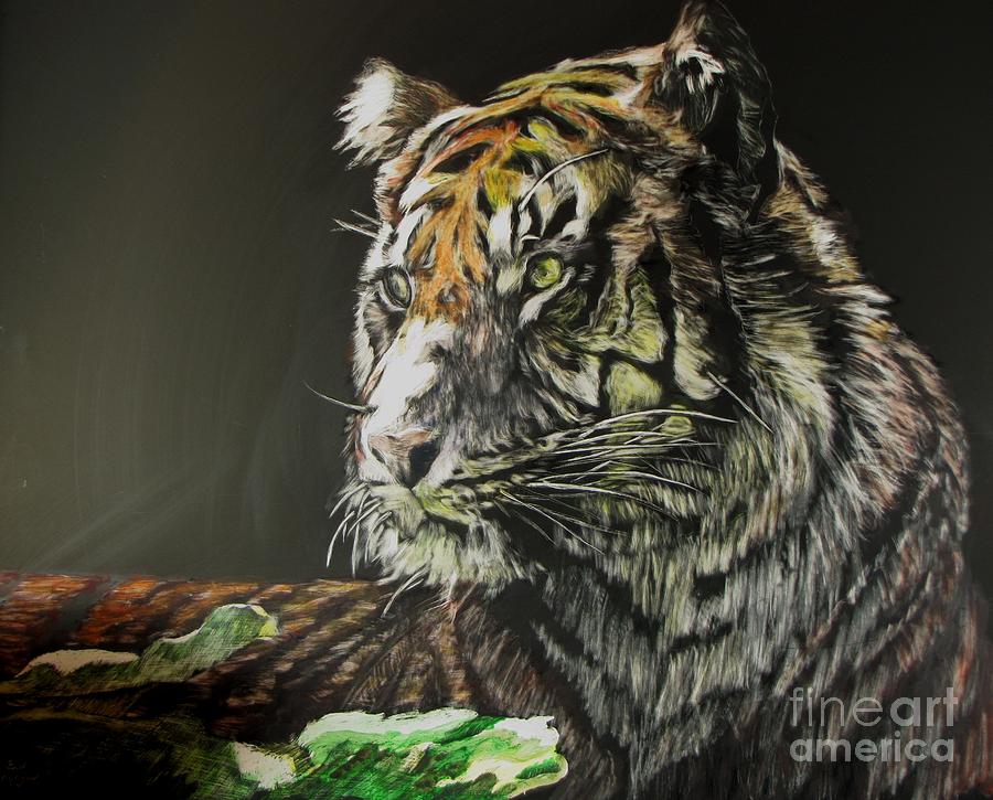 Sumatran Tiger Drawing by Bev Morgan