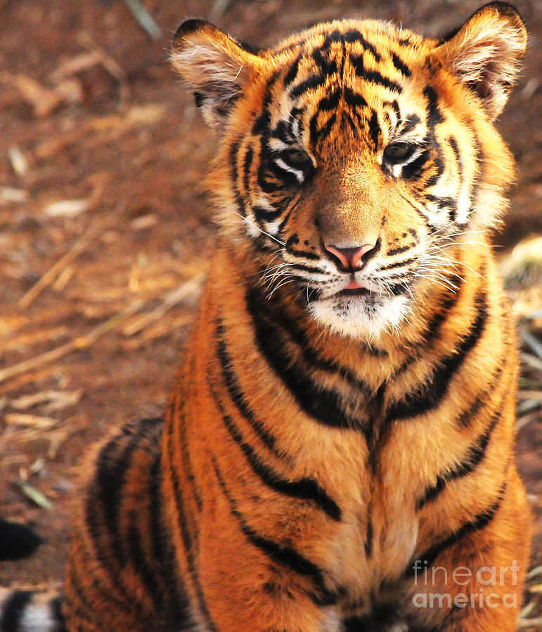 Sumatran Tiger Cub Photograph by Olivia Hardwicke