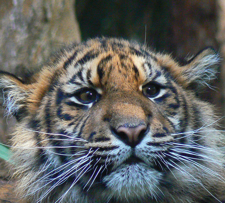 Sumatran Tiger Cub On Alert Photograph by Margaret Saheed