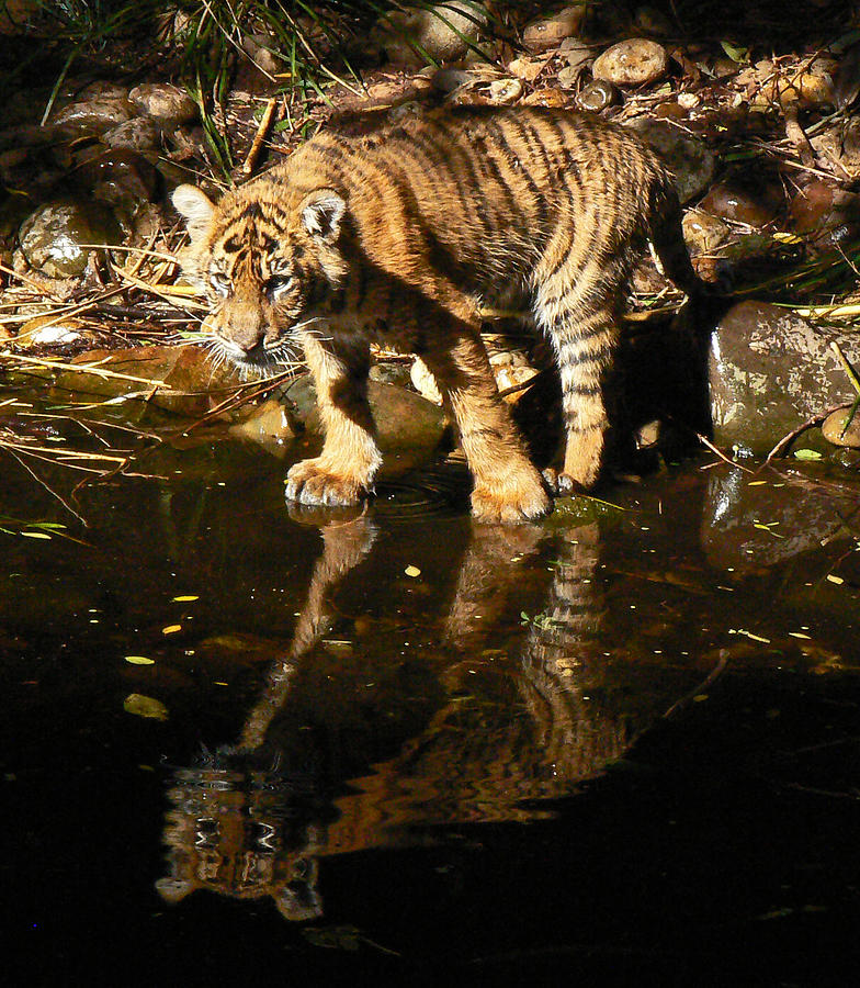 Sumatran Tiger Cub Reflection Photograph by Margaret Saheed