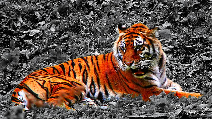Sumatran Tiger Photograph by Davandra Cribbie