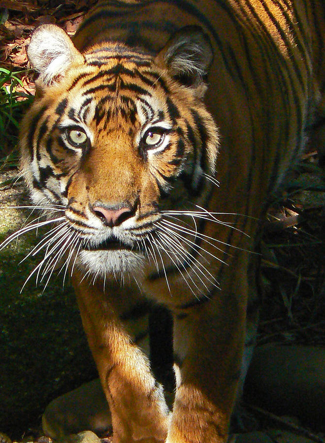 Tiger Photograph - Sumatran Tiger Emerges by Margaret Saheed