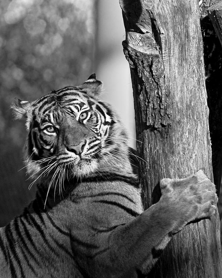 Sumatran Tiger Photograph by Gary Neiss
