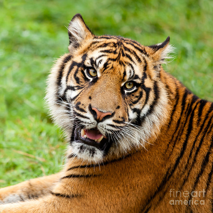 camp lanoche tiger growl