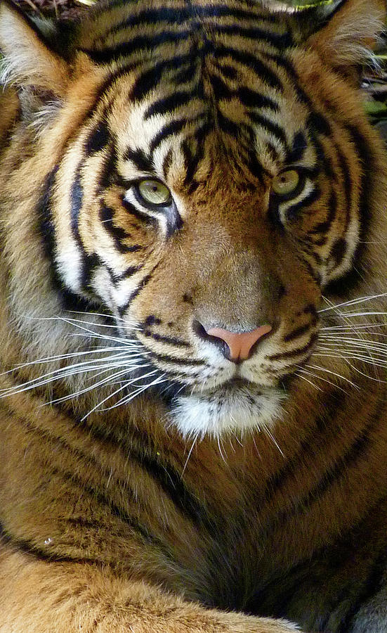 Sumatran Tiger Junior Photograph by Margaret Saheed