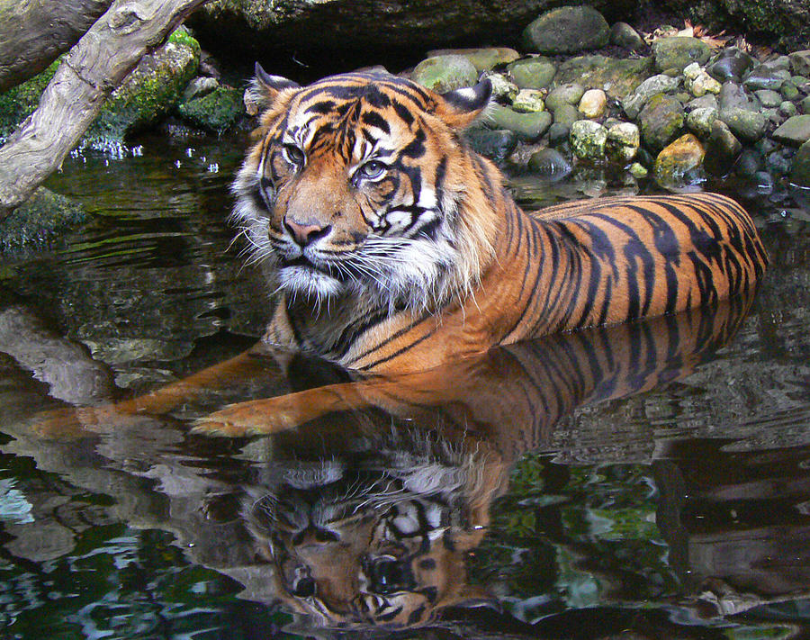 Sumatran Tiger Keeping Cool In Summer Photograph by Margaret Saheed