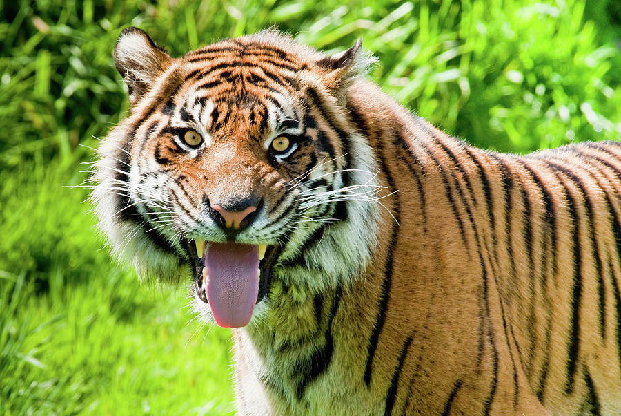 Sumatran Tiger Looking At Camera Photograph by Jeffgoulden