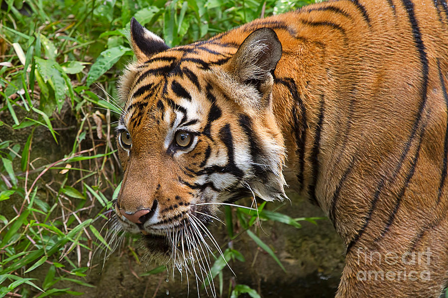 Sumatran Tiger Photograph by Louise Heusinkveld