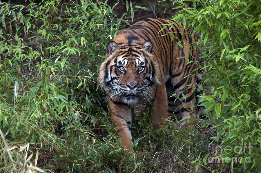 Sumatran Tiger Photograph by Mark Newman
