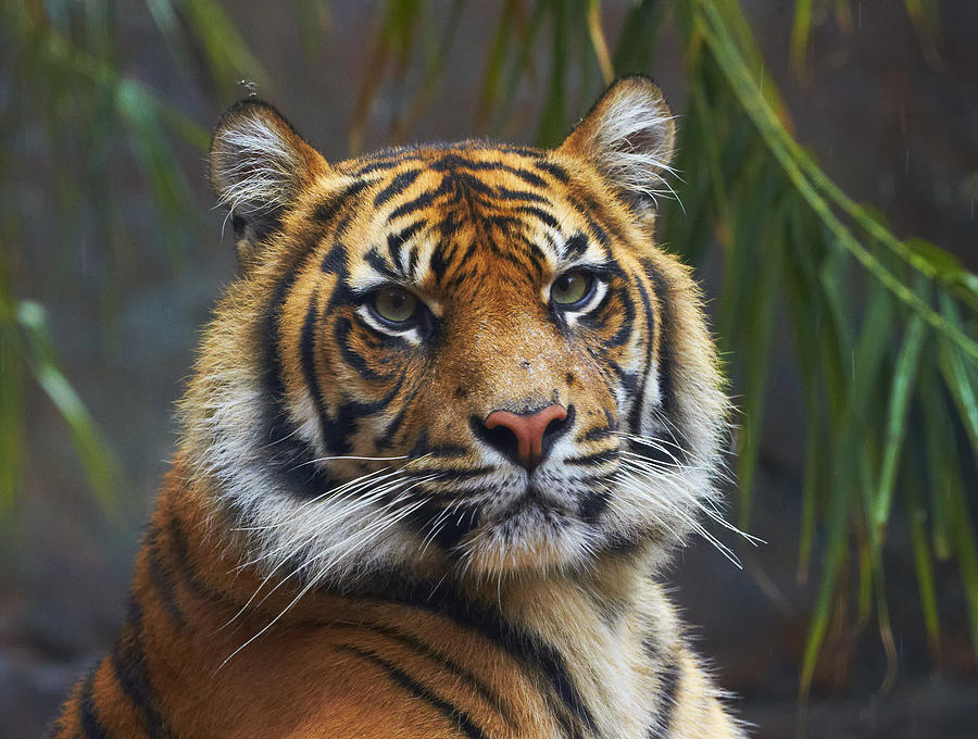 Sumatran Tiger Photograph by Martin Willis