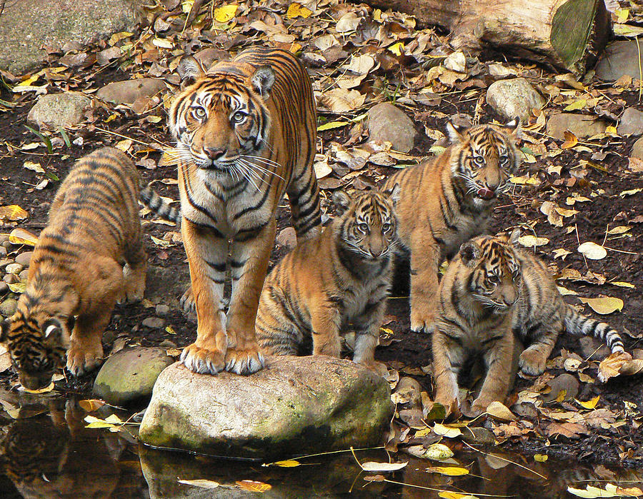 Sumatran Tiger Mother And Her Four Cubs Photograph by Margaret Saheed