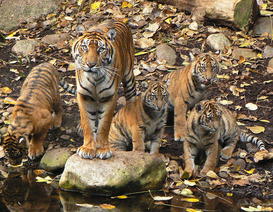 Tiger Mom and Cubs Photo